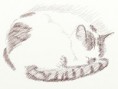 /album/galerie-de-photos-mes-dessins/a2-chat-jpg1/